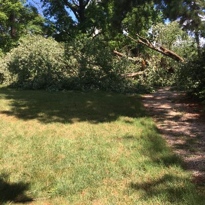 Tree down on hole 2 on 7/11/22.