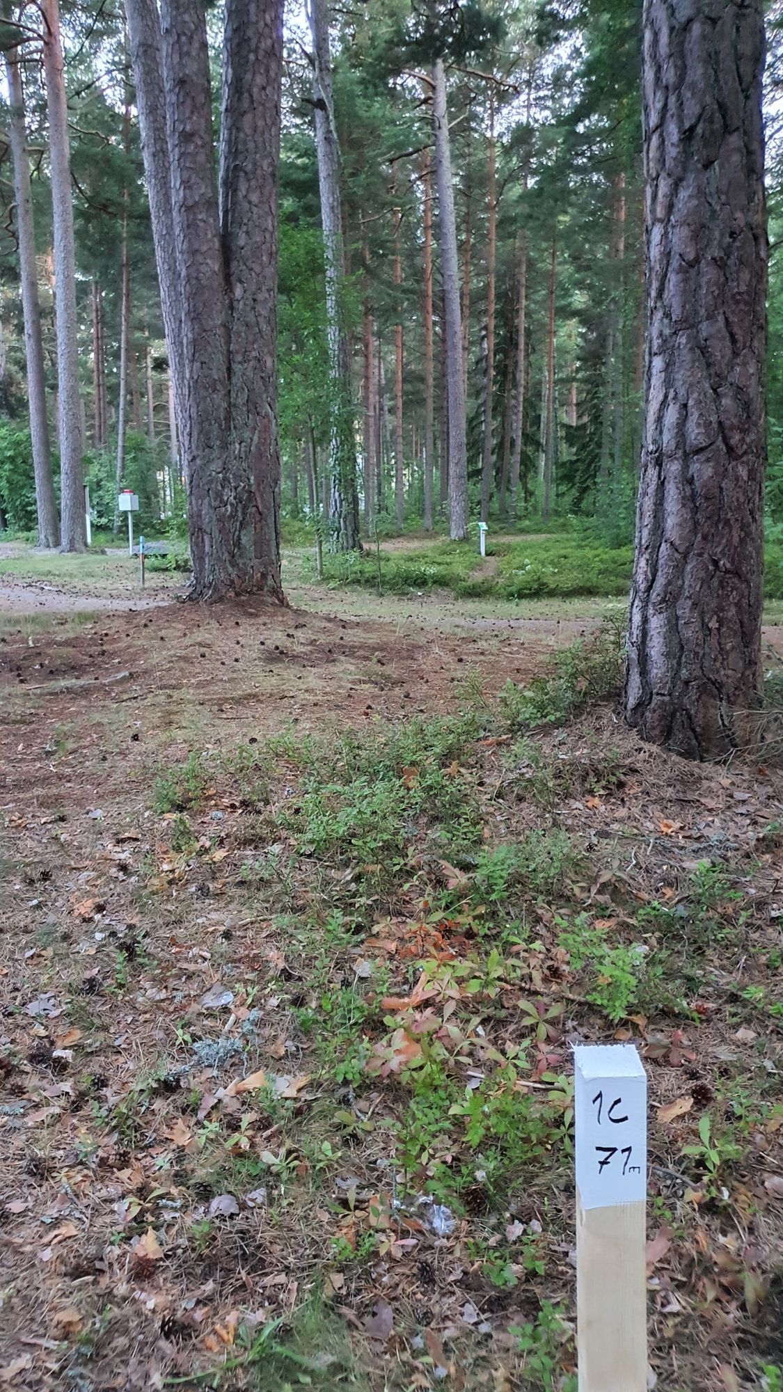 1C tiipaikka