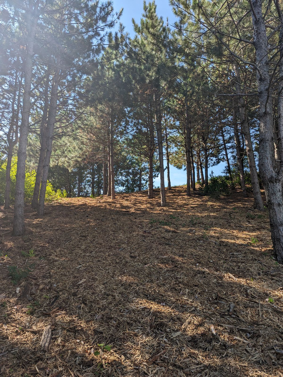 Fairway to Long Basket