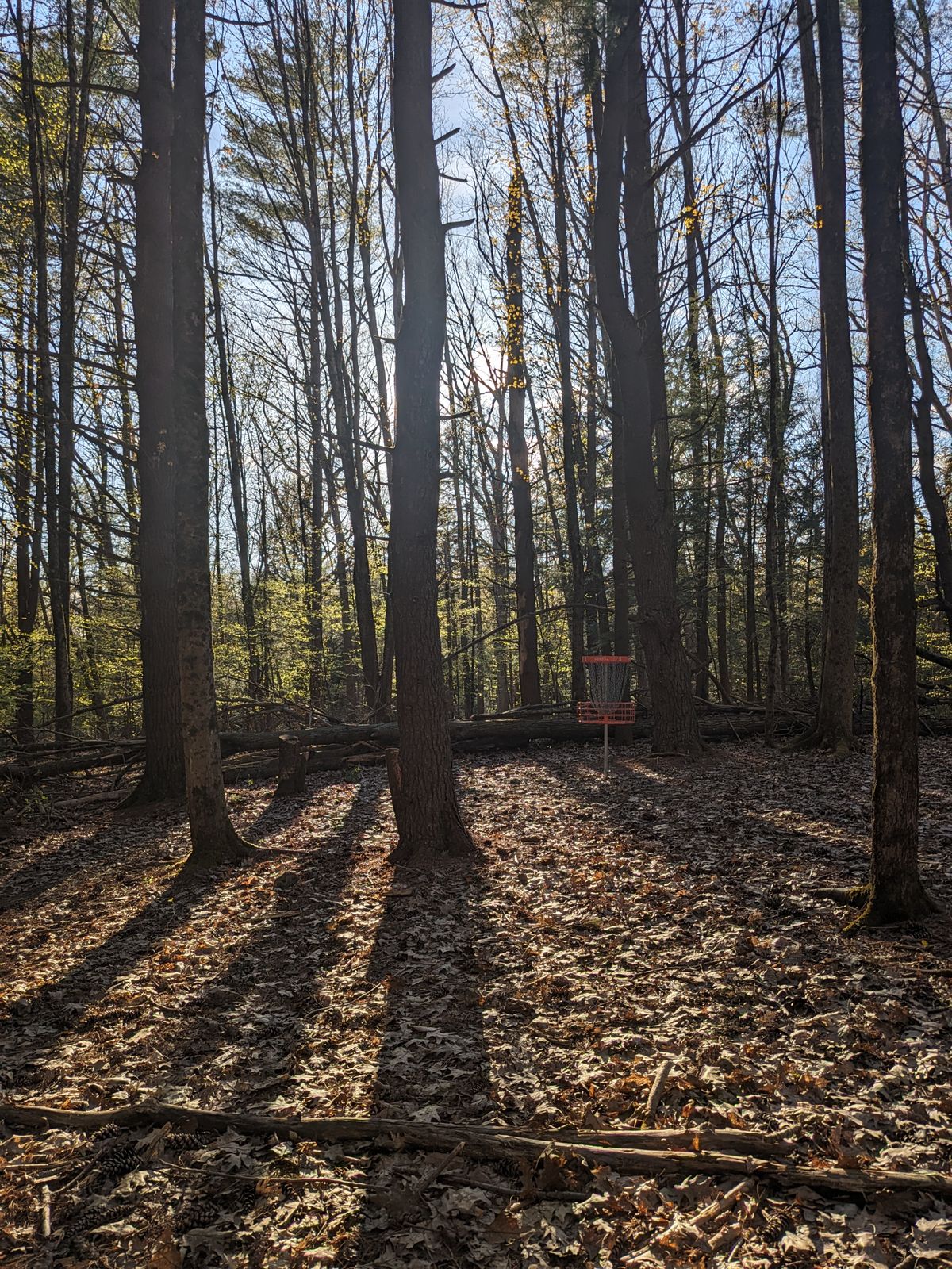 Just off the fairway to the left on hole 5. Was a beautiful shot with the sun peaking out from behind the tree.