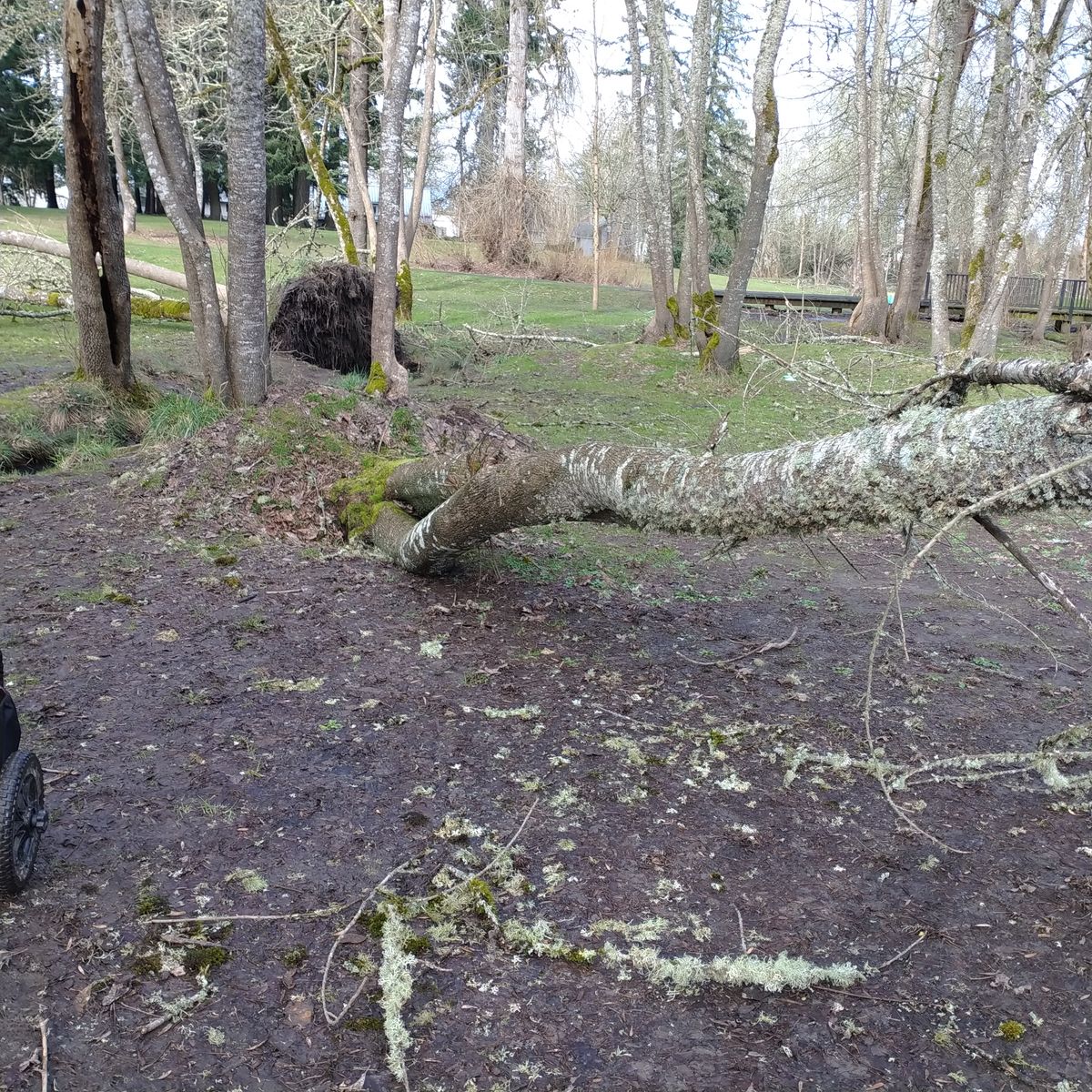 This is recent pics of the damage the ice storm caused. I got the walkways cleared up and someone has gone in with a chainsaw