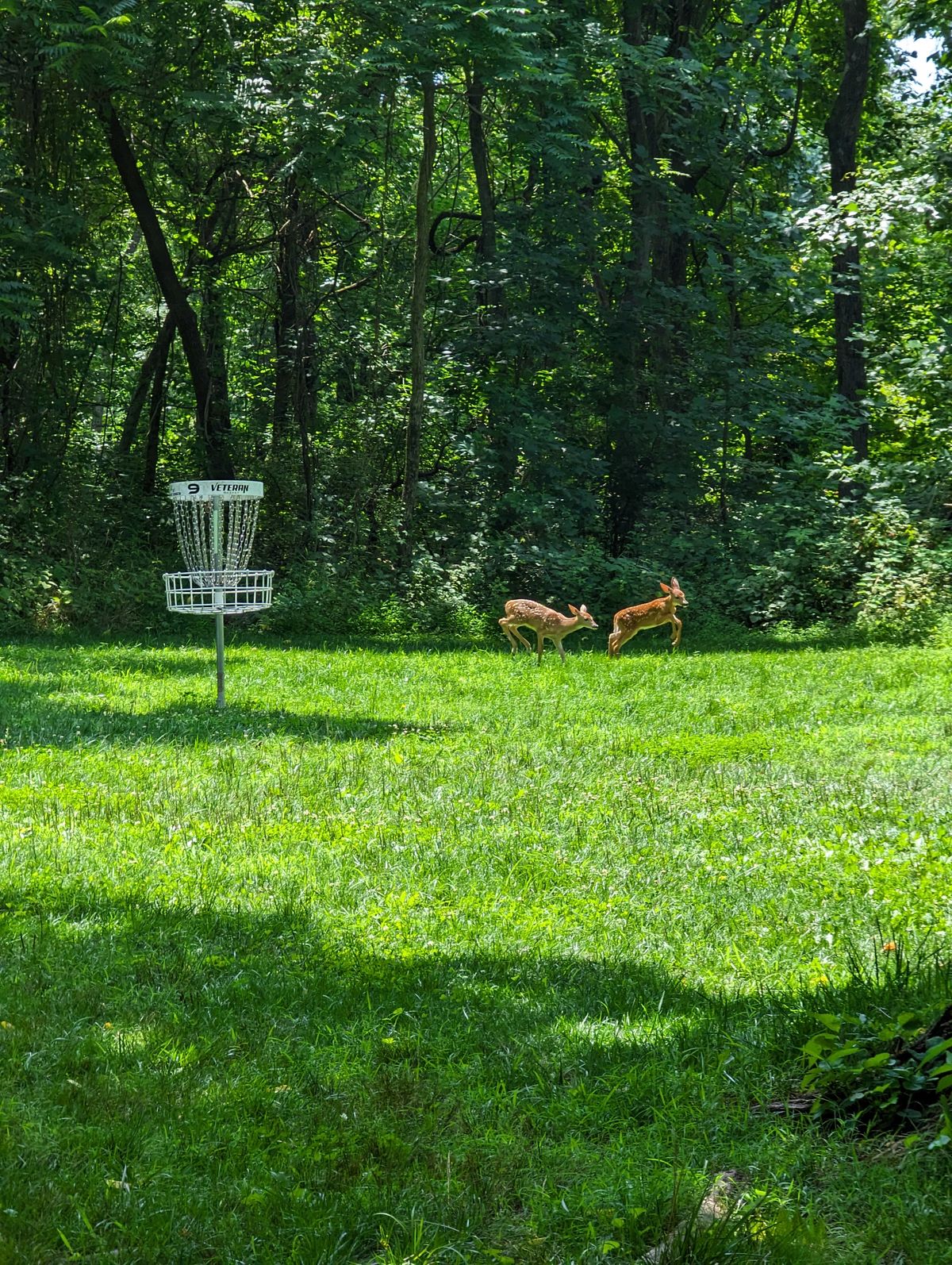 Couple of baby deer out on 9