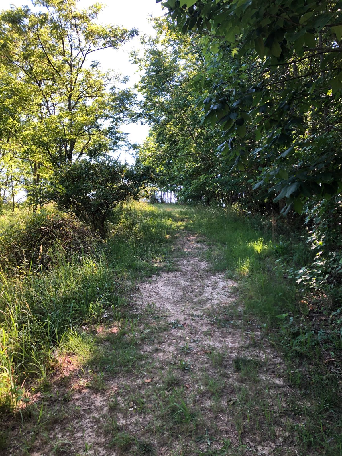 8th fairway