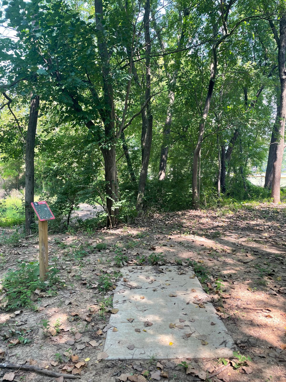 Hole 5 teepad - these are the trees I was talking about