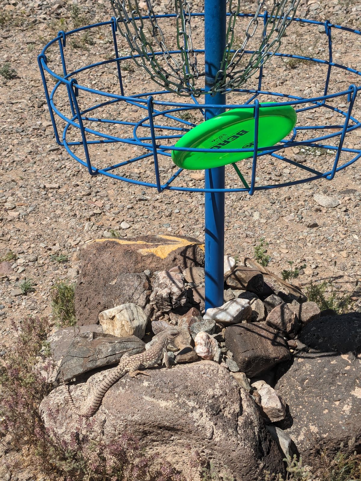 Beware the Beast from hole 7 he eats discs