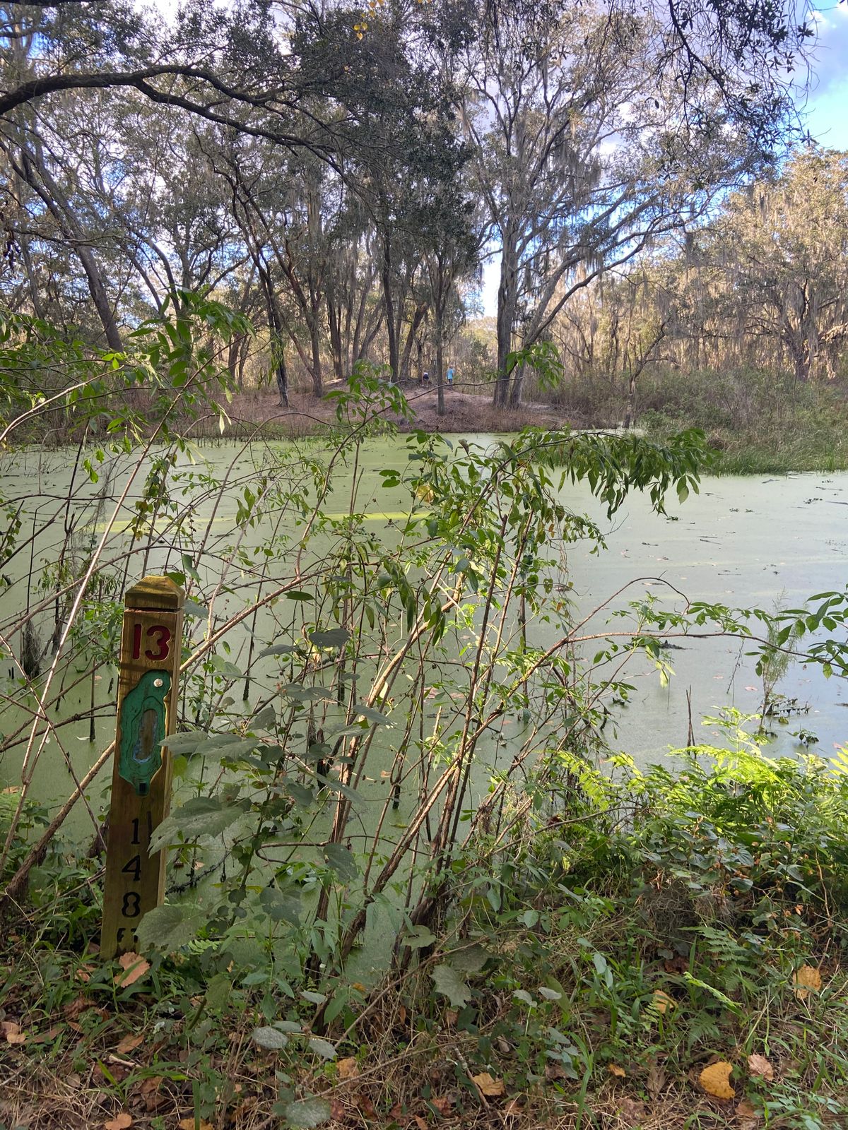 tee 13