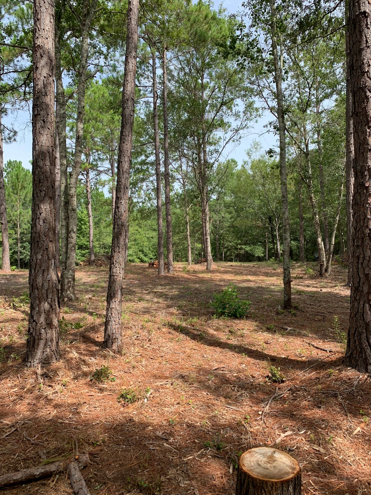 Hole 9 tee shot to Blue basket