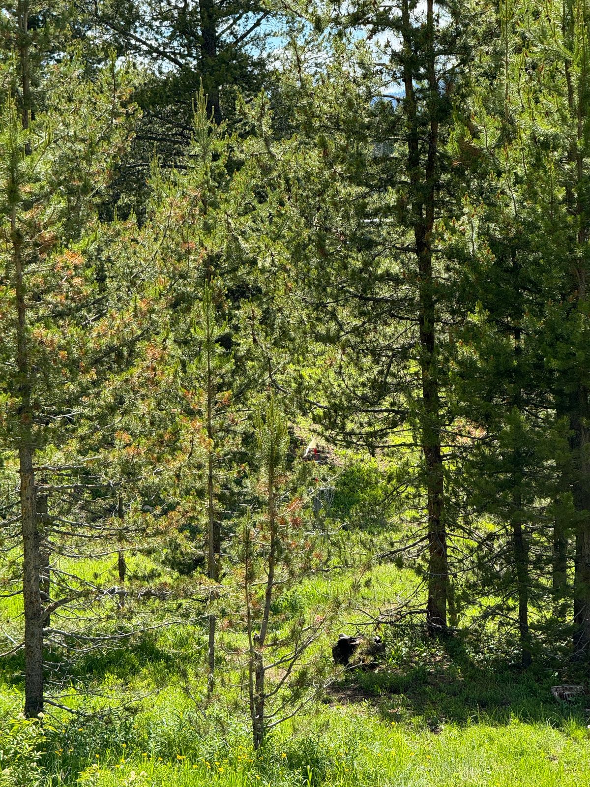 There is a basket hidden behind those trees (this was taken from the fairway)