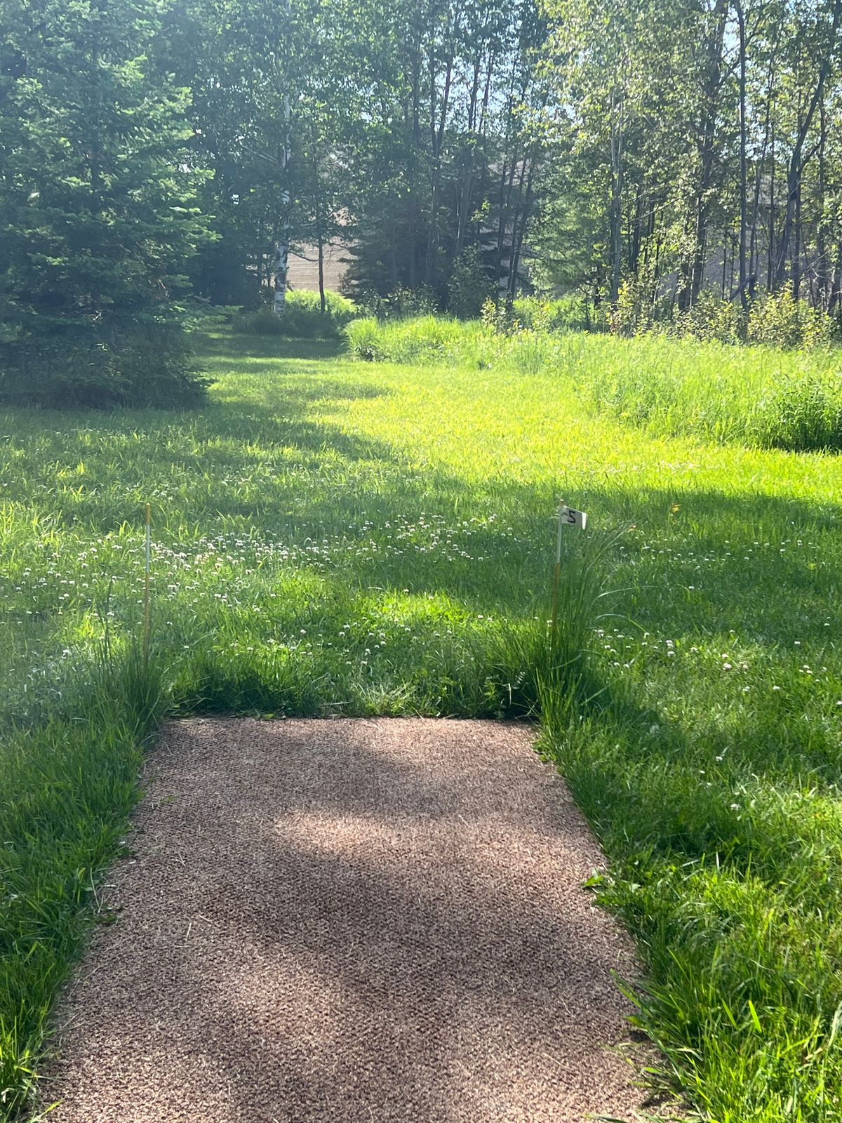 Tee pad 5 - basket is behind all the trees