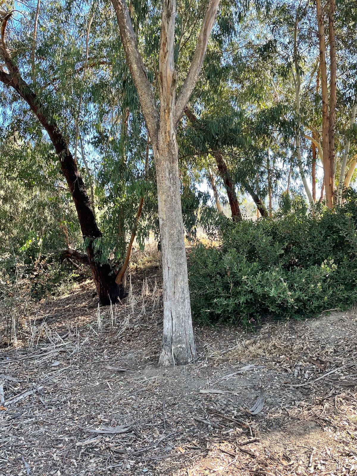 Hole 5 target tree.
