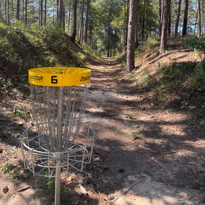 Hole 6 gold basket looking back to tees