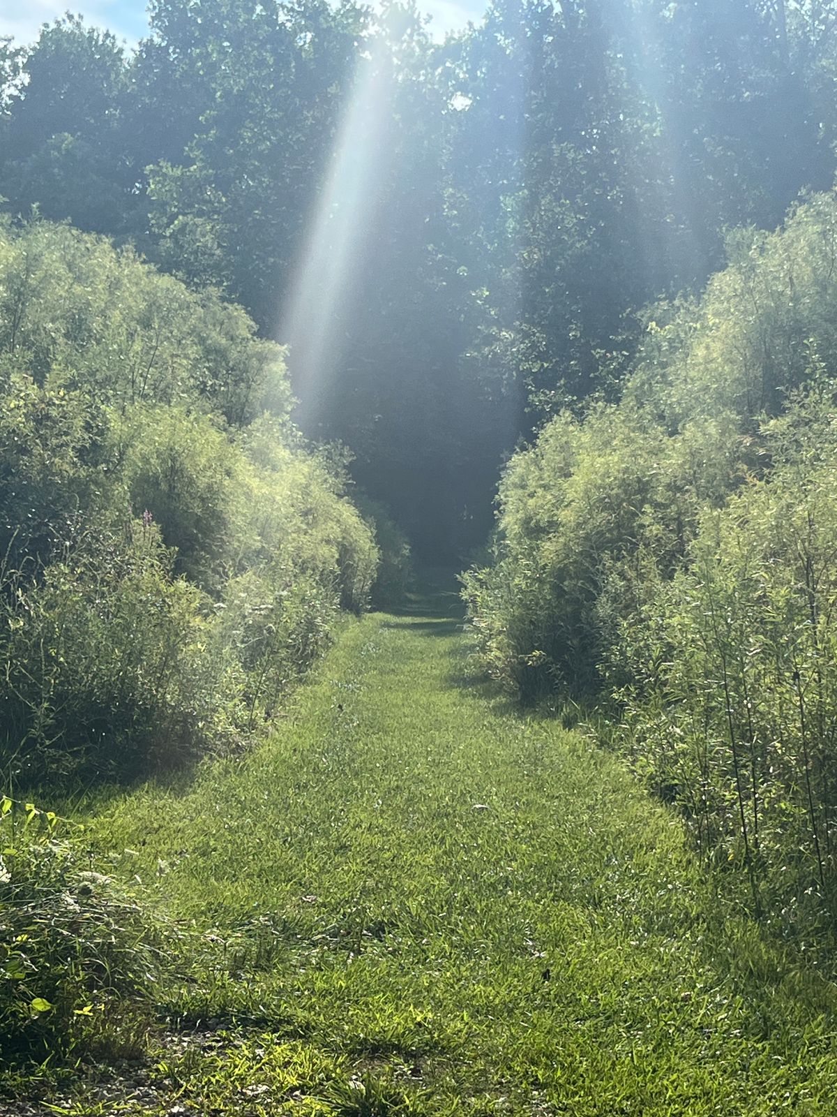 So much vegetation