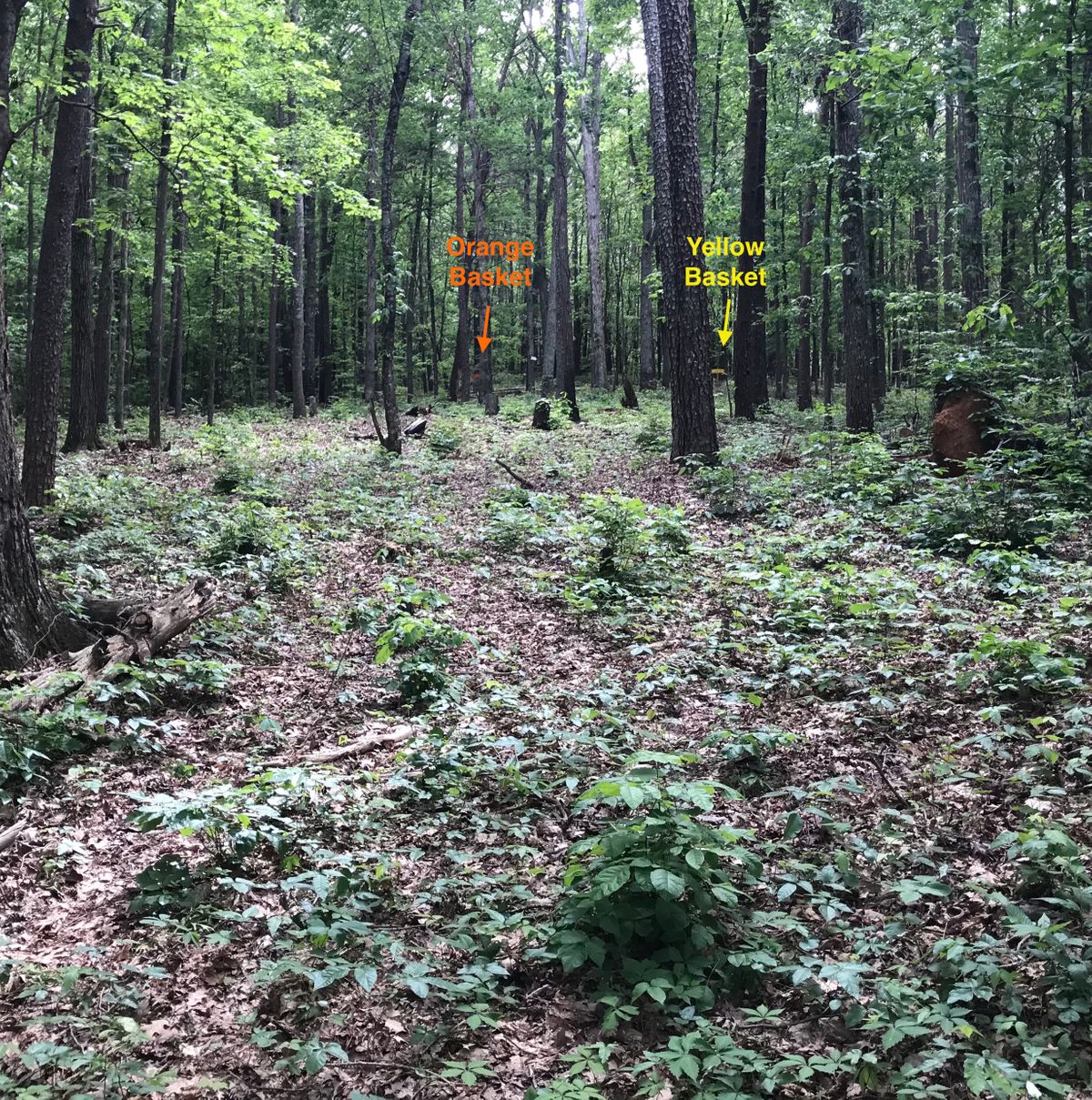 Hole 5 white tee