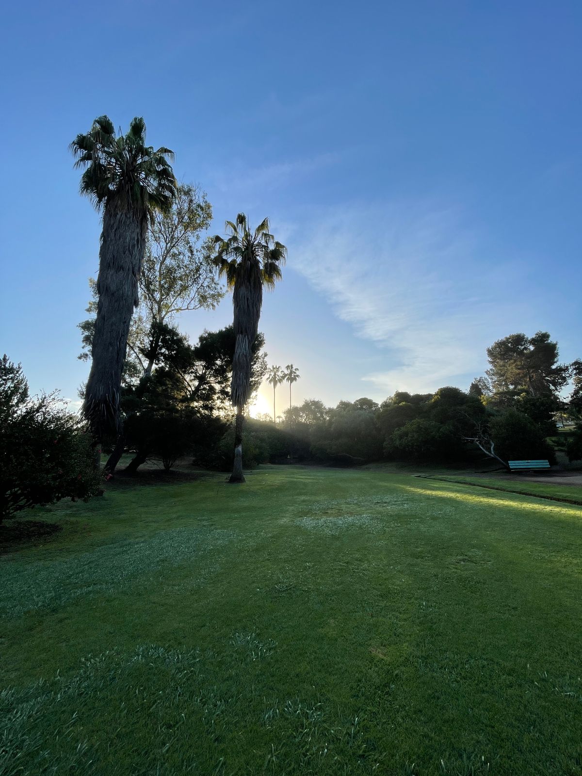 Hole 11, just after sunrise. Double mando palm trees in the distance.