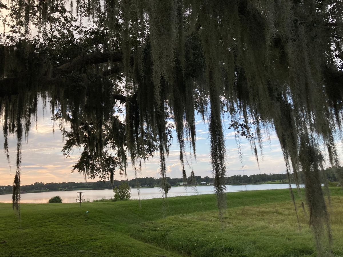 Spanish Moss rules🌳🌳
