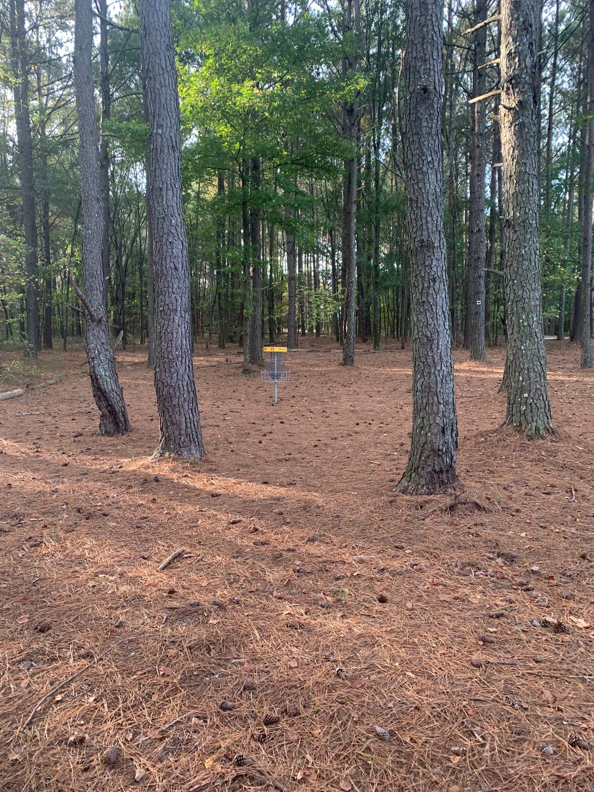 Hole 17 - basket area