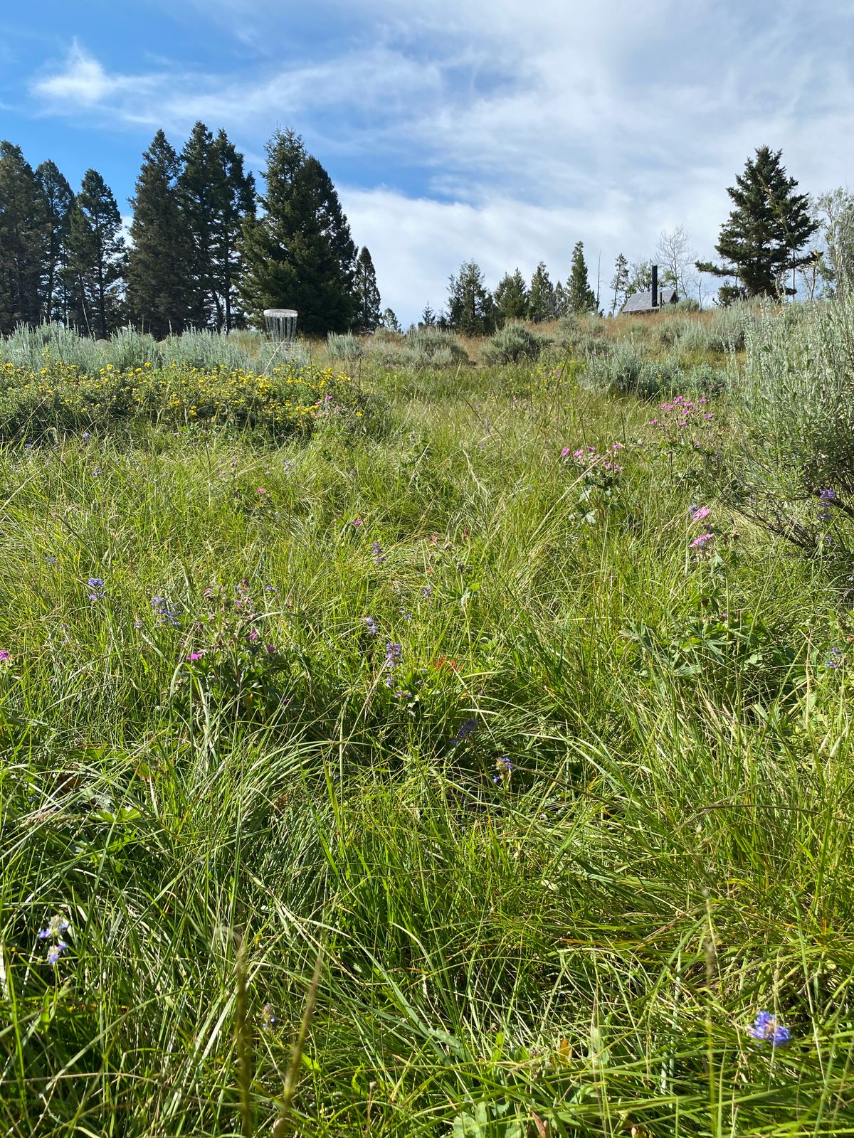 The basket of 19 can double as a warm up putting basket if not being played. Nice wildflowers!