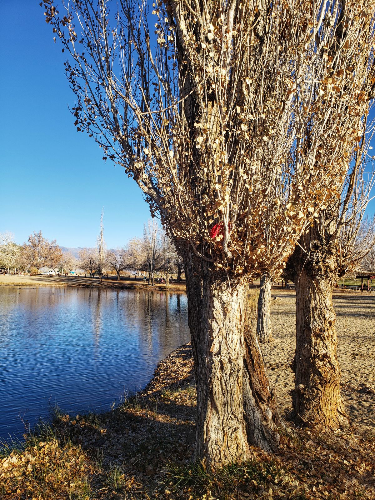 Saved bay the tree, hole 6