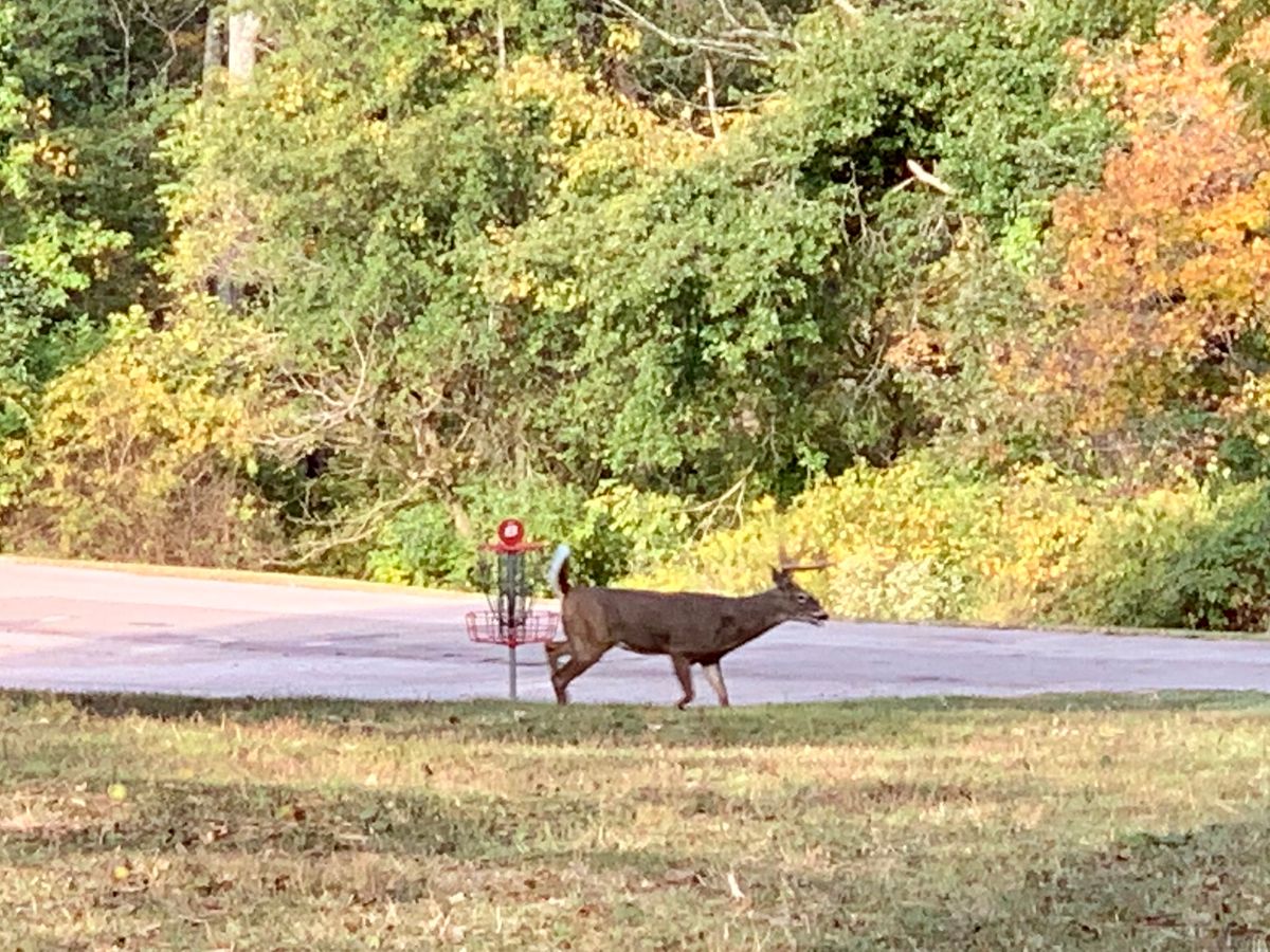 Wildlife roaming the course
