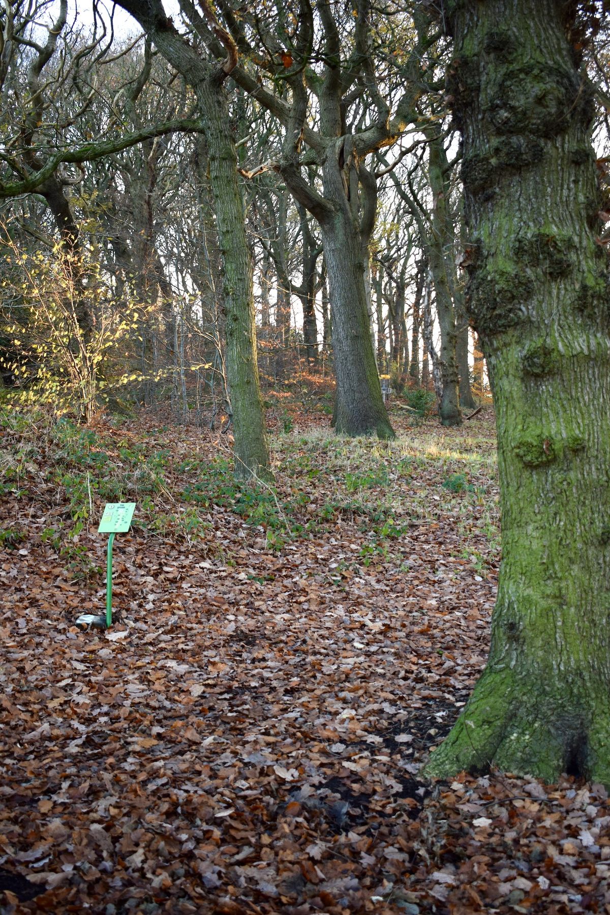 Four Stumps Hole 3 tee.
Main Hole 1 tee.