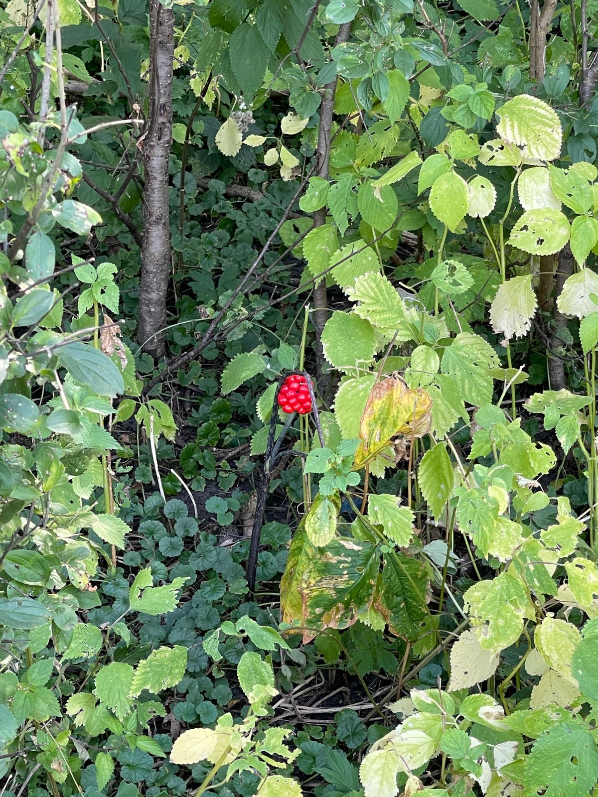 Random red Berry plant in a sea of. Green…