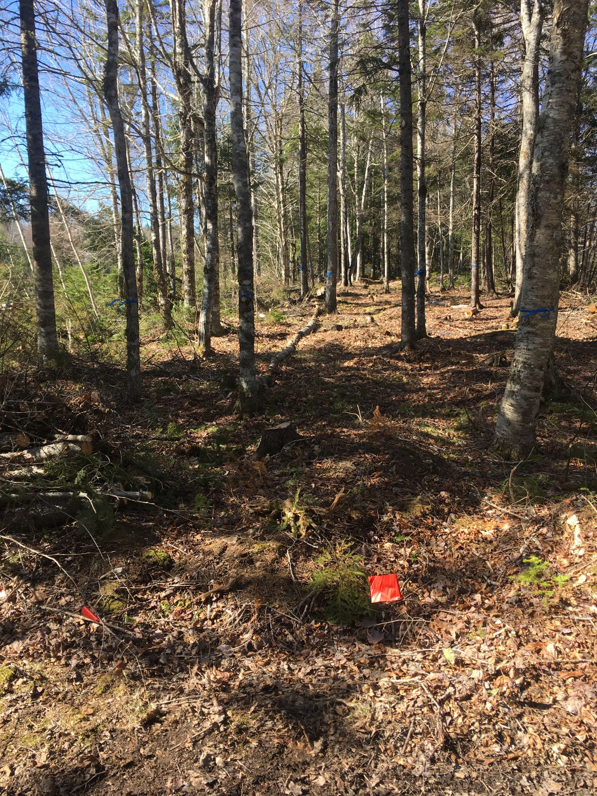 Hole 4