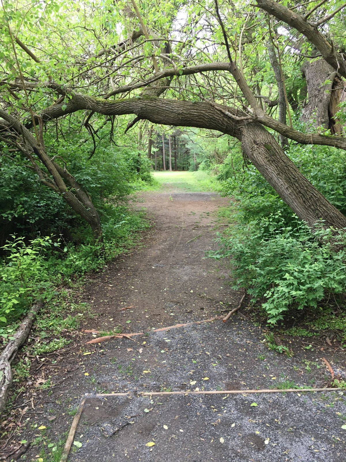 The tree you wish you didn’t hit off the tee