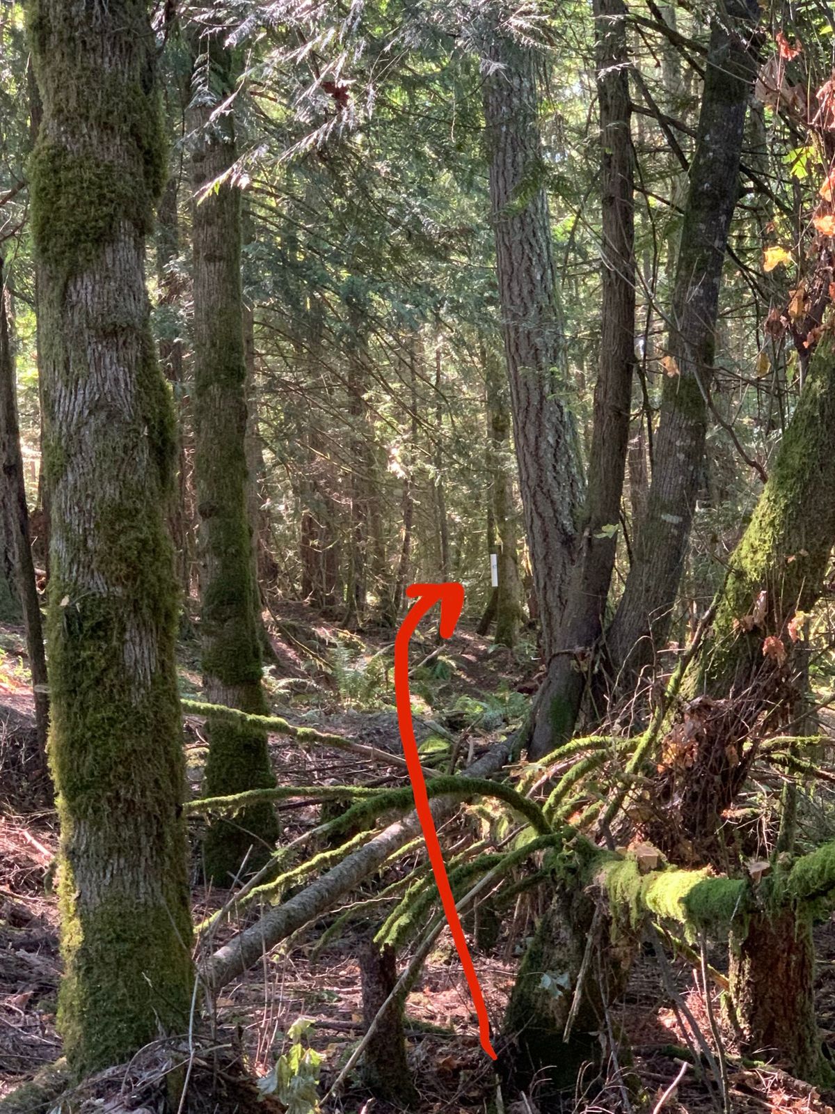 Hole 17: Slackline