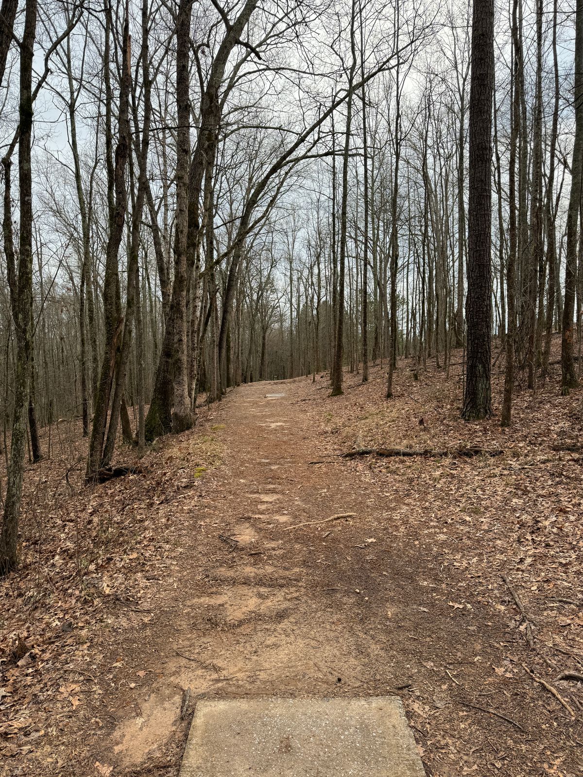 Narrow wooded shot
