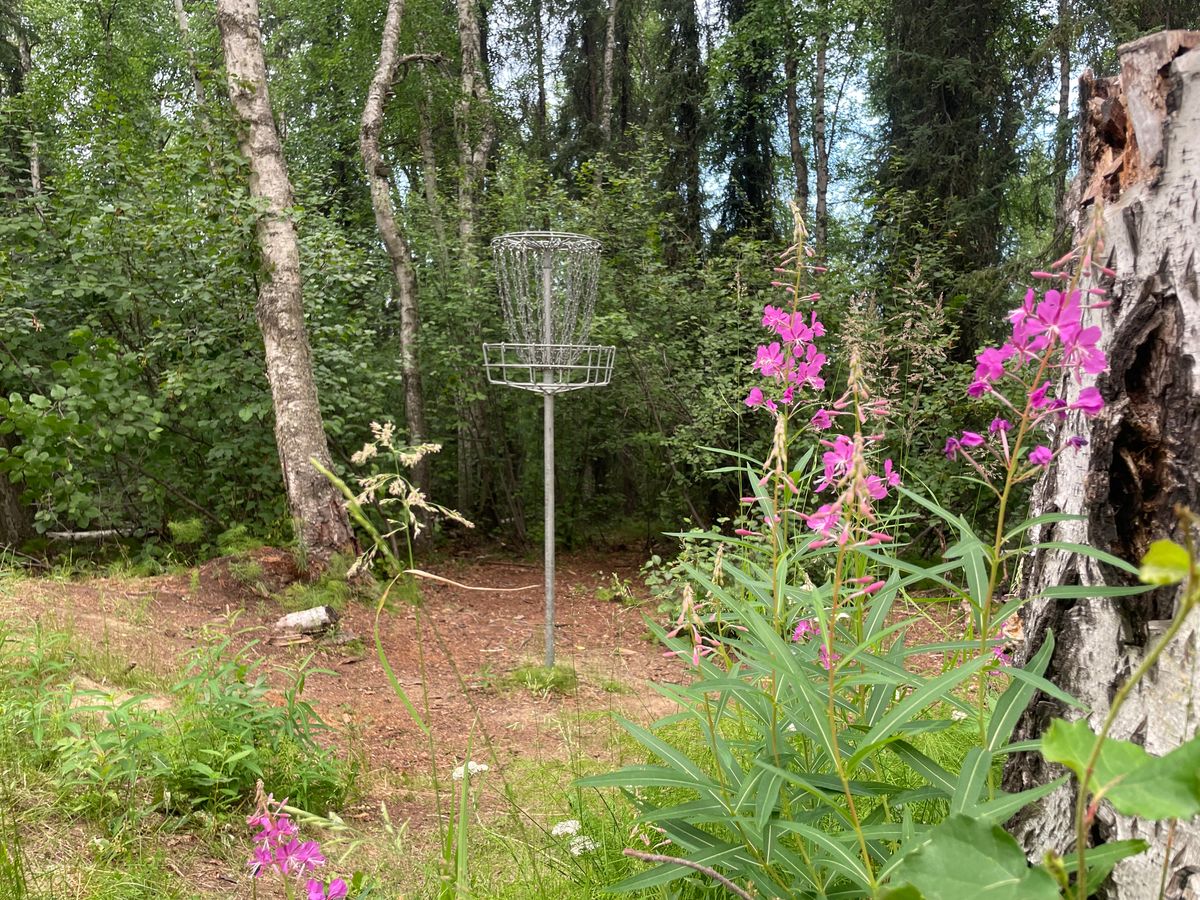 Blooming fireweed at the Hole 11 Raised Basket