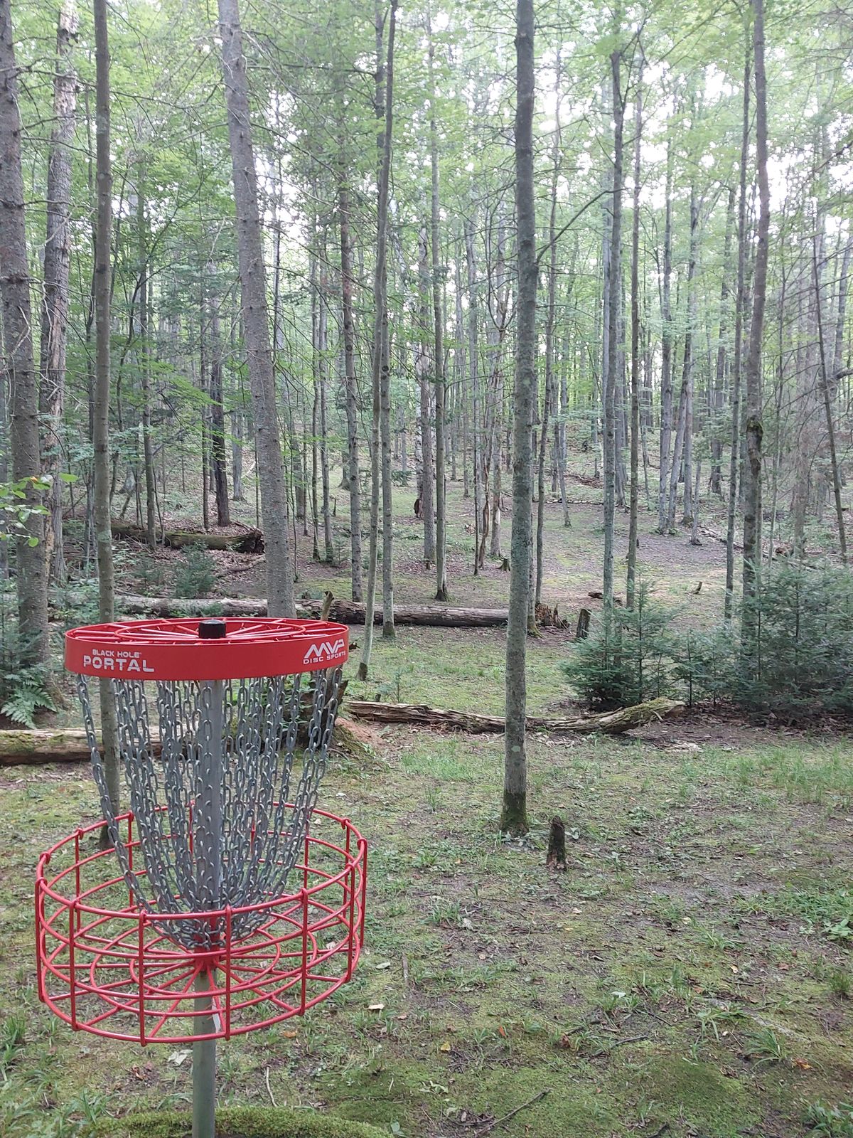 Looking back from basket of hole 4 towards tee.