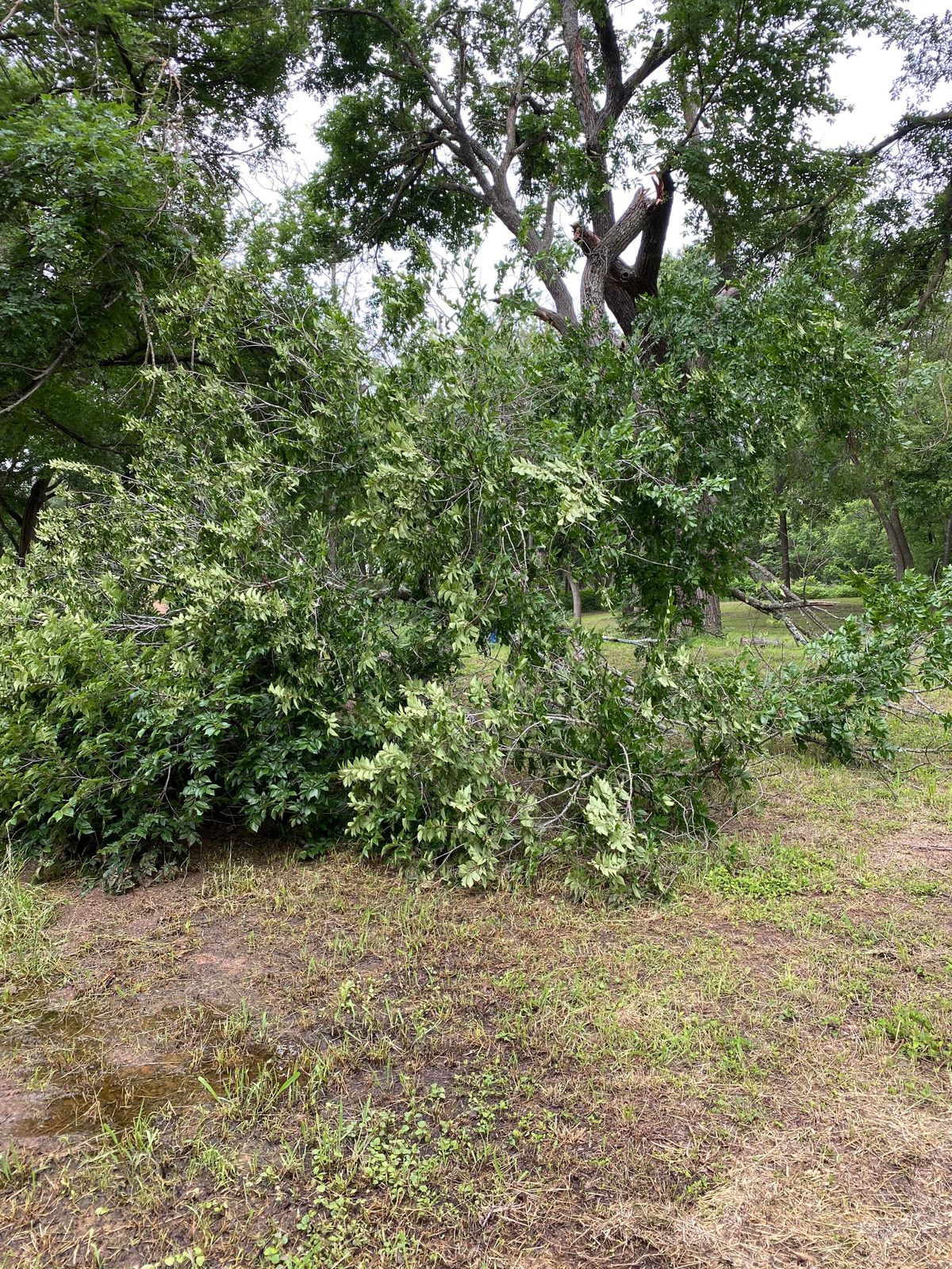 15th hole on 5/30/2021 has big branch down.