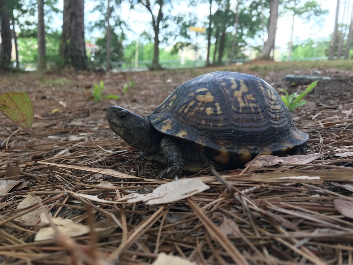 Found this turtle at hole 17!