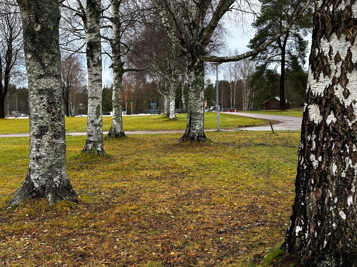 Dubbelmando. Tunnelkast mellan björkarna. (  inga mandoskyltar på plats ännu)