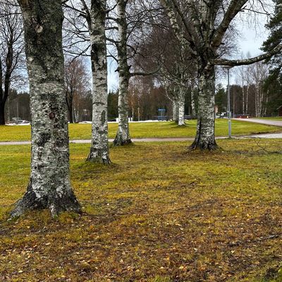 Dubbelmando. Tunnelkast mellan björkarna. (  inga mandoskyltar på plats ännu)