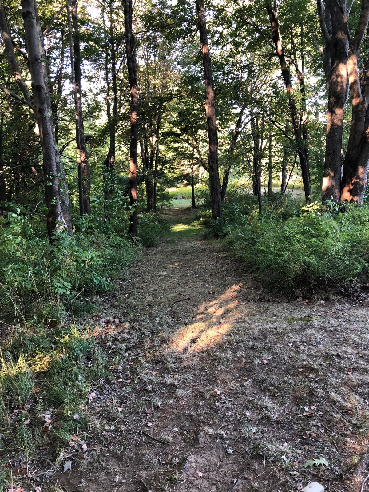 Hole 5 tee box