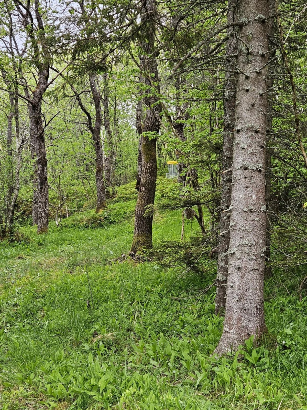 Fairway svinger til høyre mellom trærne.