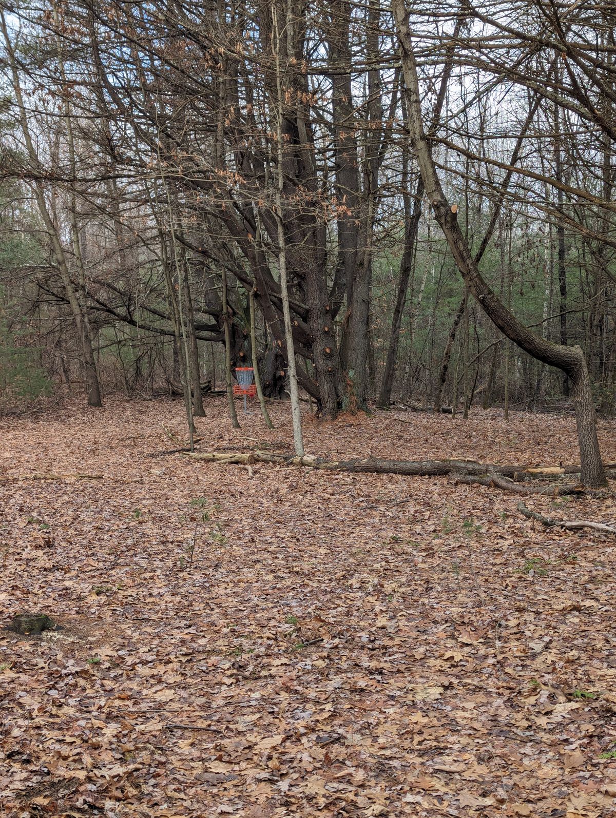 Hole 8 Basket view 12/20/23