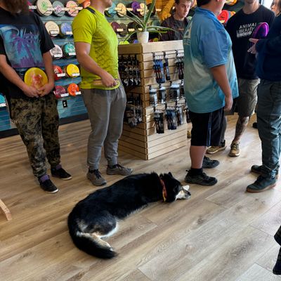 Shop dog Juneau keeping an eye on things!