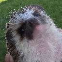 User avatar image