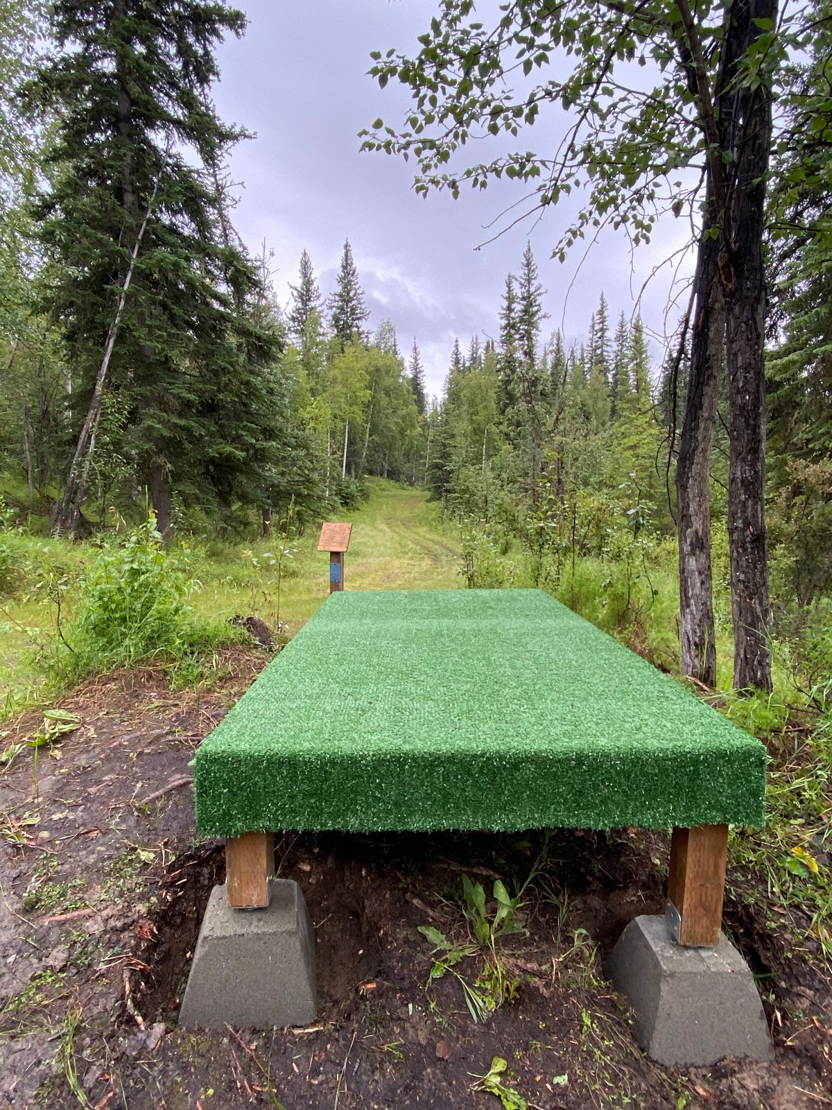 Hole 10 tee pad, basket tucked to the left just past birch trees in frame