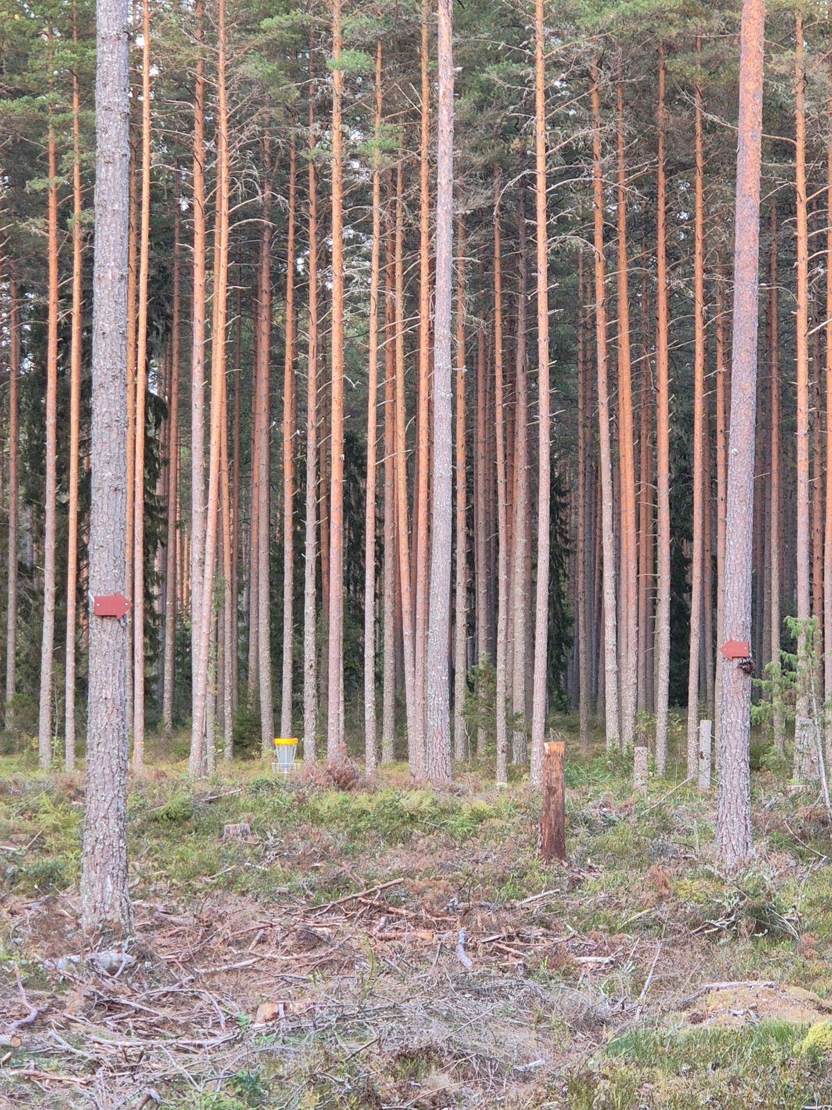 Dubbelmando hål 6