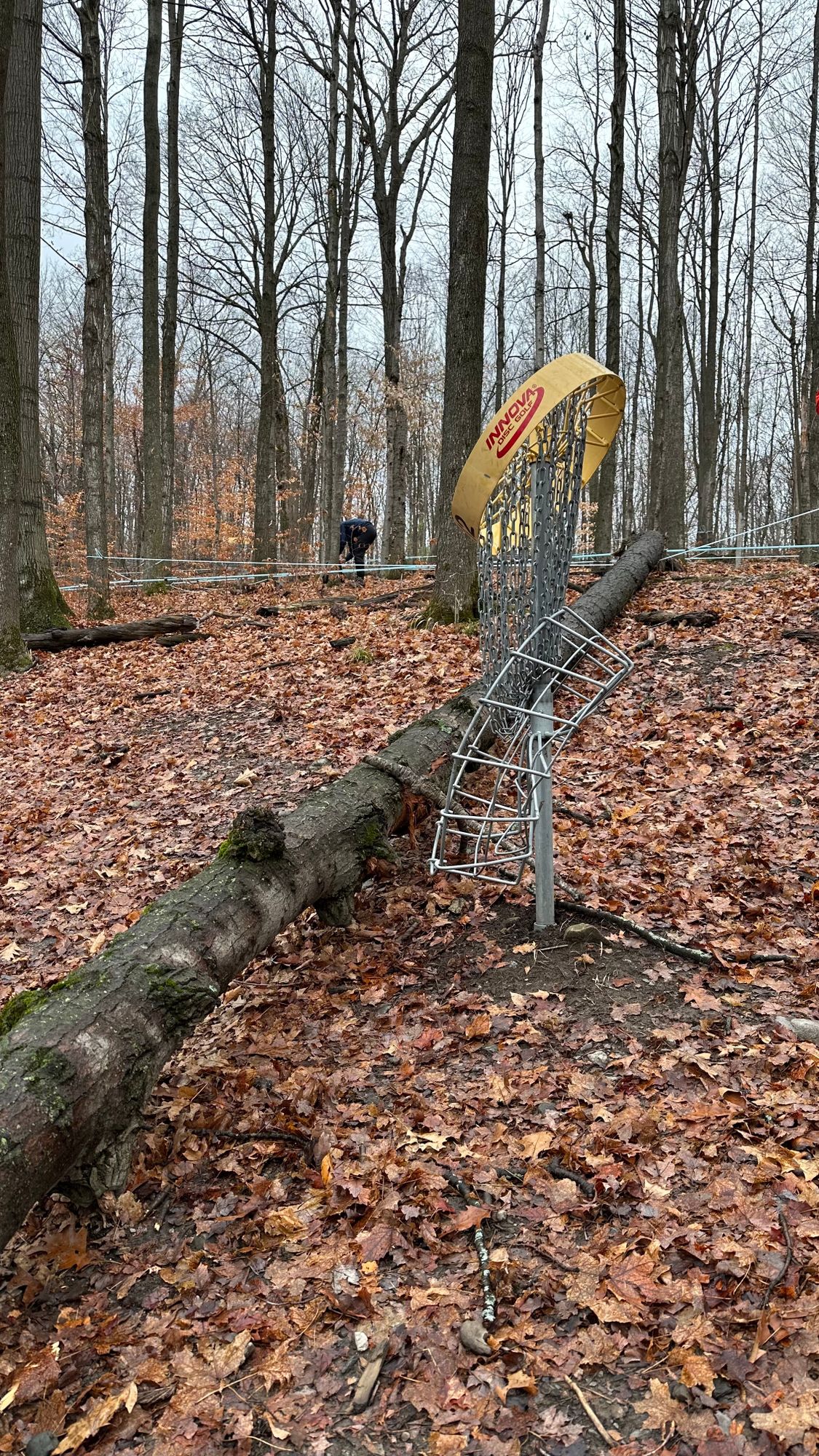 A tree has fallen on Basket 12.