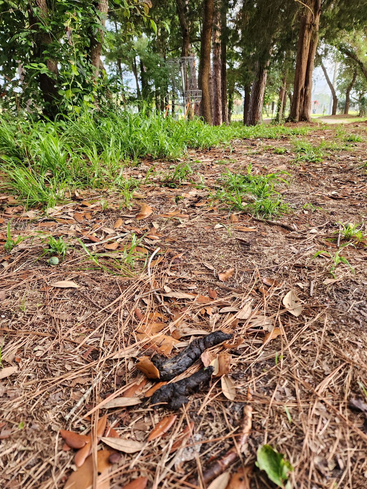 Thanks, dog walkers! An average day at Bill Smith. 10 ft from the basket.