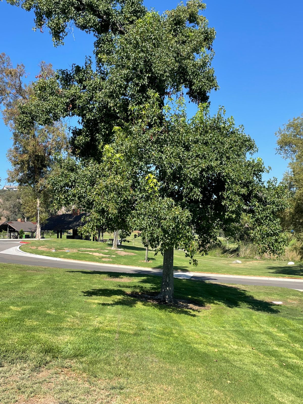 Hole 6 target tree.