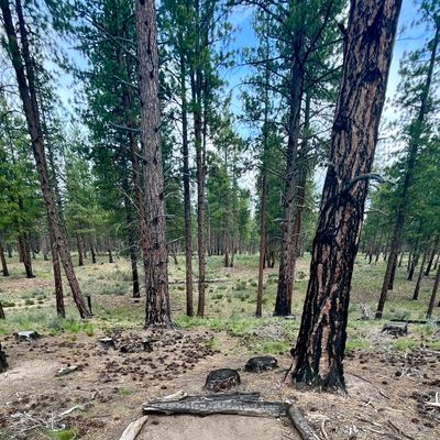 Tee pad on hole 12
