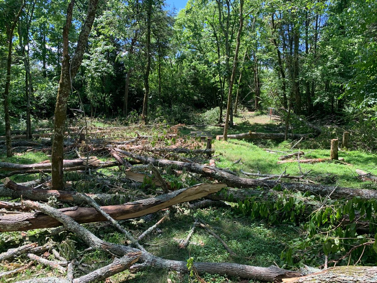 June 13, 2020 City has fell MANY trees.