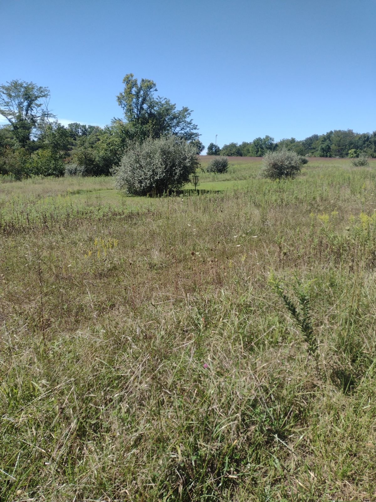 Hole 7 Basket