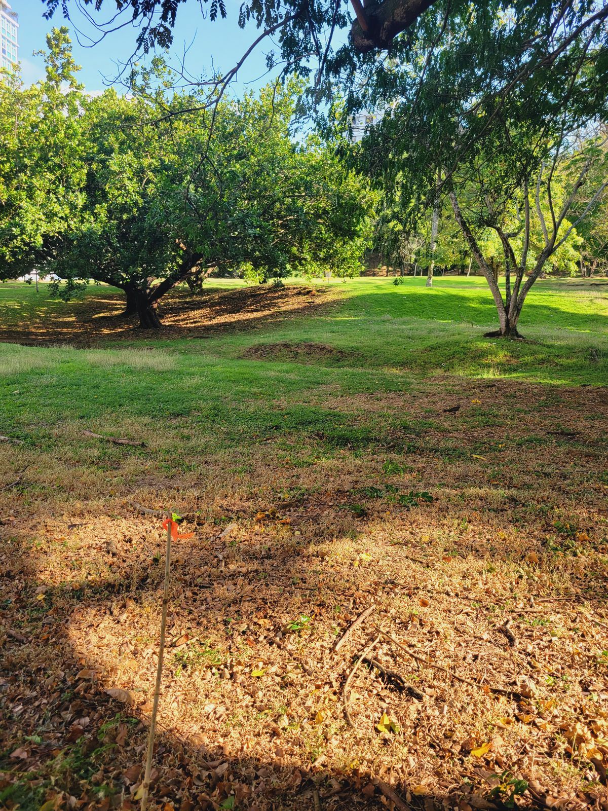 Parque Omar DG Course
Hole 5 Target and Hole 6 Fairway