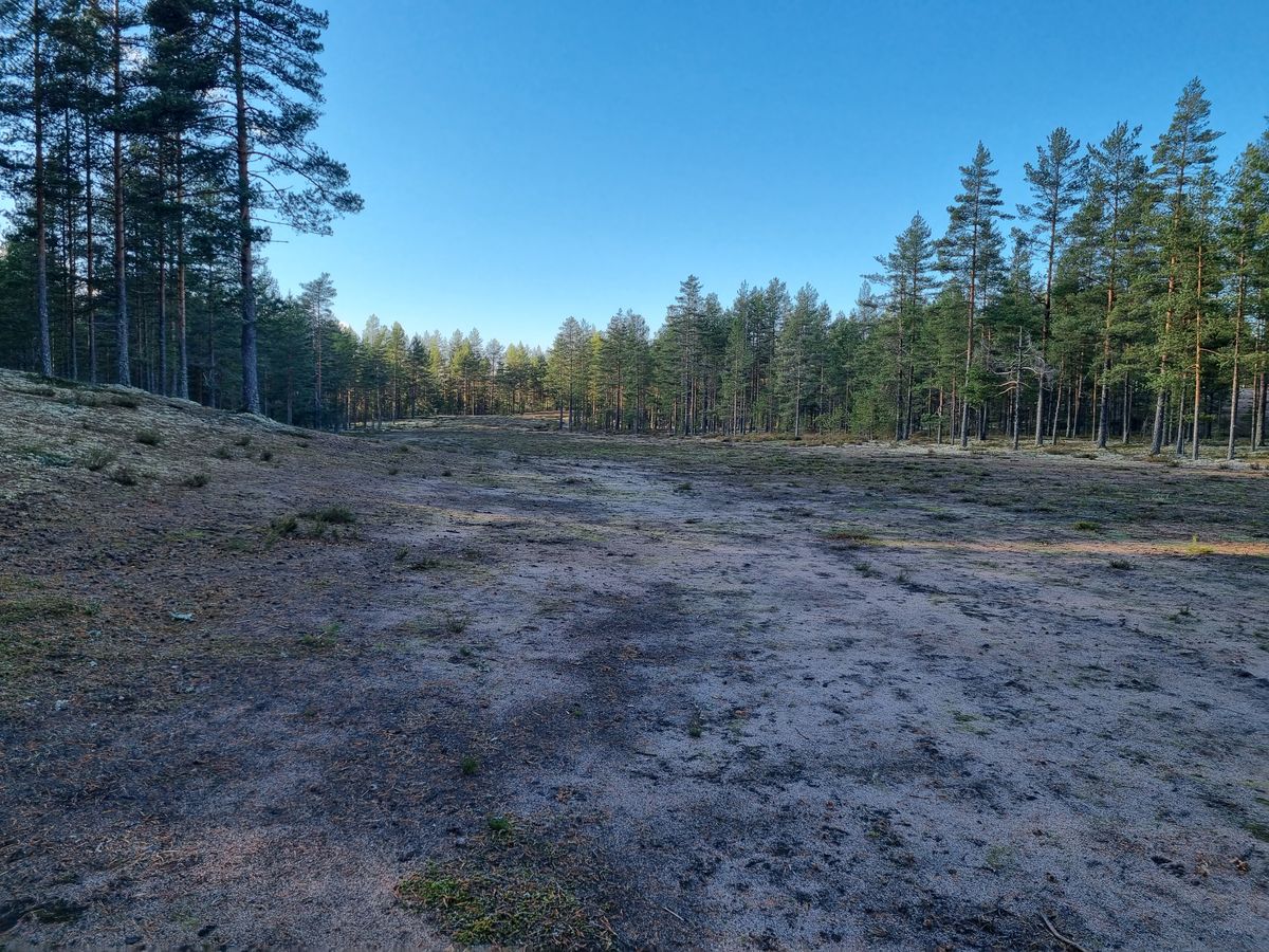 Väylä 10, kakkosheitto kohti keskellä näkyvää metsäkulmaa